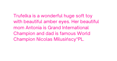 Trufelka is a wonderful huge soft toy with beautiful amber eyes Her beautiful mom Antonia is Grand International Champion and dad is famous World Champion Nicolas Milusińscy PL