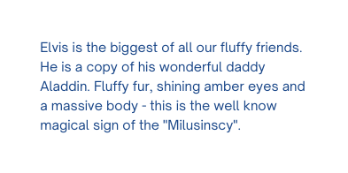 Elvis is the biggest of all our fluffy friends He is a copy of his wonderful daddy Aladdin Fluffy fur shining amber eyes and a massive body this is the well know magical sign of the Milusinscy