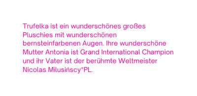 Trufelka ist ein wunderschönes großes Pluschies mit wunderschönen bernsteinfarbenen Augen Ihre wunderschöne Mutter Antonia ist Grand International Champion und ihr Vater ist der berühmte Weltmeister Nicolas Milusińscy PL