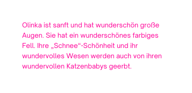 Olinka ist sanft und hat wunderschön große Augen Sie hat ein wunderschönes farbiges Fell Ihre Schnee Schönheit und ihr wundervolles Wesen werden auch von ihren wundervollen Katzenbabys geerbt