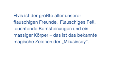 Elvis ist der größte aller unserer flauschigen Freunde Flauschiges Fell leuchtende Bernsteinaugen und ein massiger Körper das ist das bekannte magische Zeichen der Milusinscy